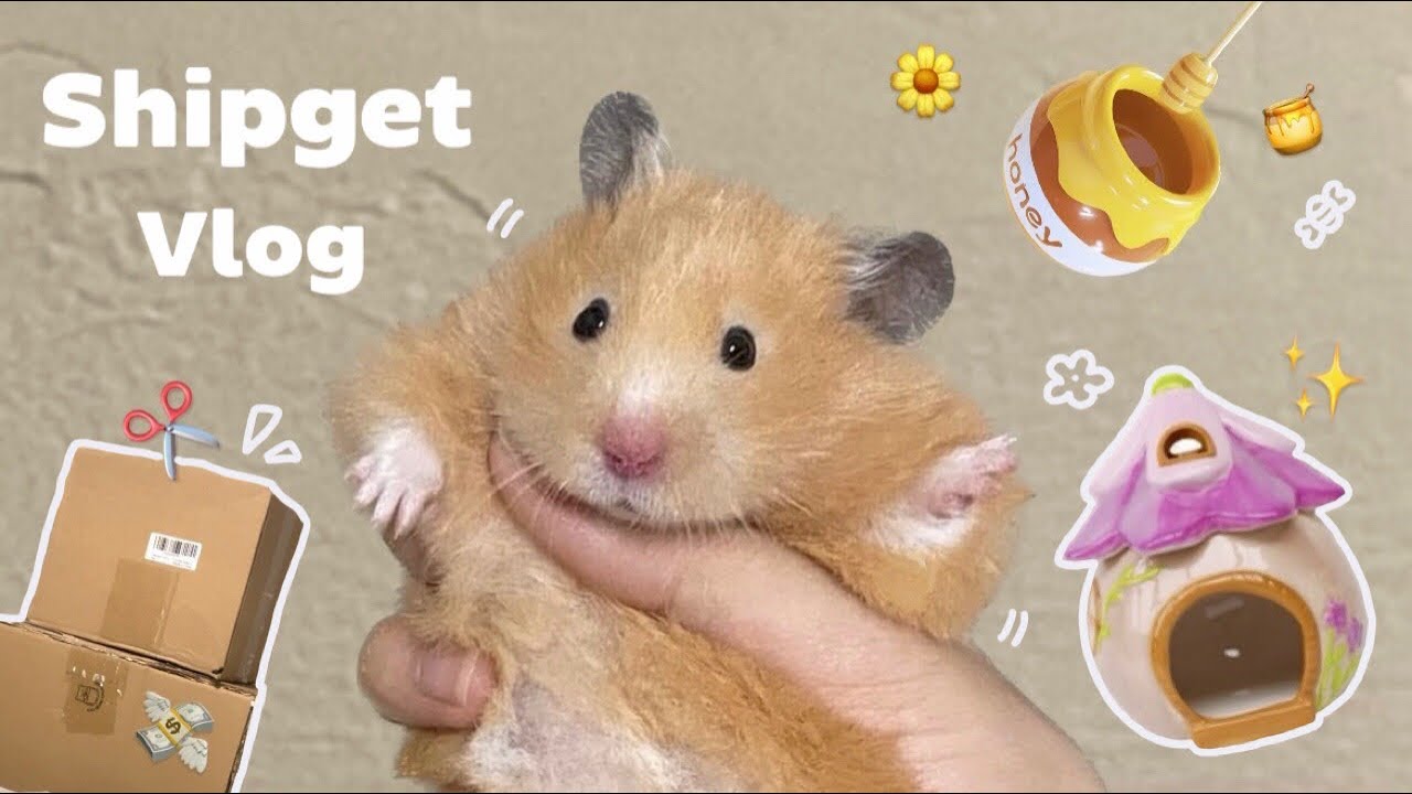 햄스터 용품 언박싱 함께해요!📦✂️ | 쉽겟 타오바오 직구 | 햄스터 용품 추천 | shipget taobao | hamster vlog