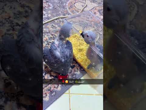 فروخ كاسكو من انتاجي ماشاءالله القطيف الحلة