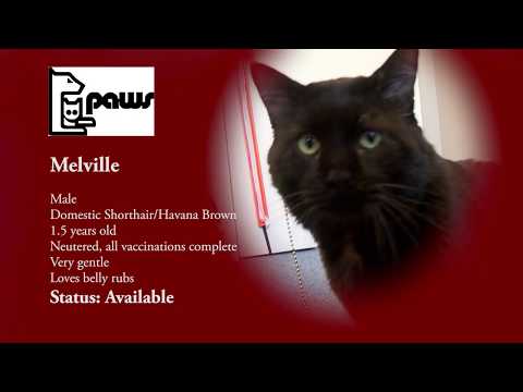 PAWS Melville