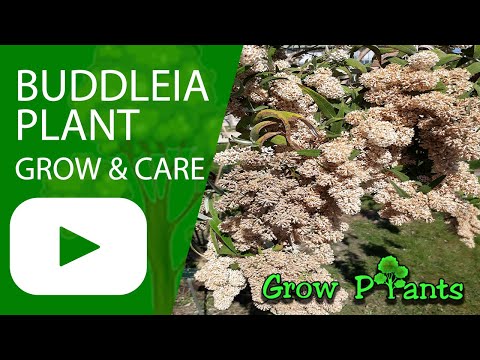 Buddleia plant - grow & care (Butterfly bush)