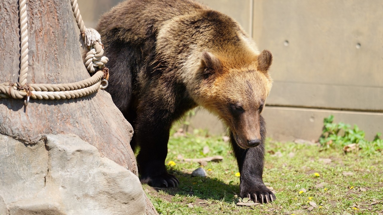 This is a fierce Sunasuke (Sunasuke, an Ezo brown bear at