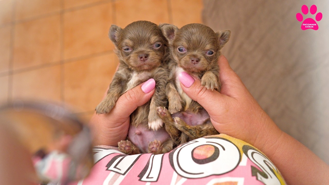 Чихуахуа открывают глаза! 11 невероятных щенков чихуахуа от четырех разным мам! Такие только у нас!