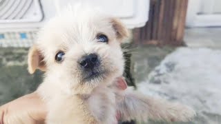 Abandoned Puppy Shivering In Cold Wind, homeless, Misses Mom's Arms, keep barking, it's so cute