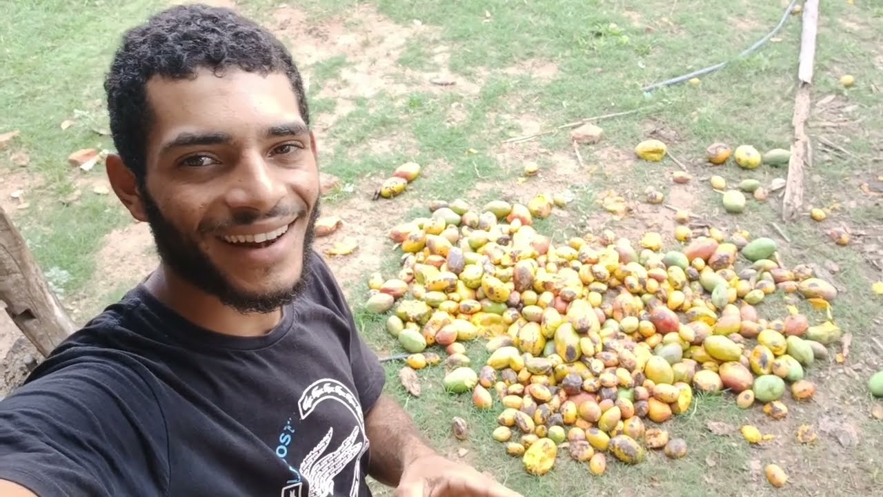 Fartura de manga🥭 + mostrando a orta pra vocês ir também dando um zelo no cavalo🐴 lorinho 🙌🙏