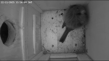 Nest Box 1 Winter Roosting — Great Tit Sleeps Here Every Night | Vienna 2025-2026