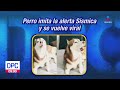 Perrito imita alerta ssmica y se vuelve viral  manolo  de pisa y corre