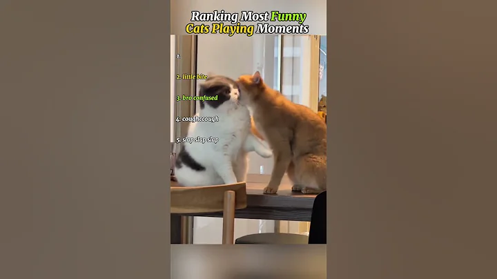 Video 11232611: cat playing funnycats, funny cat playing