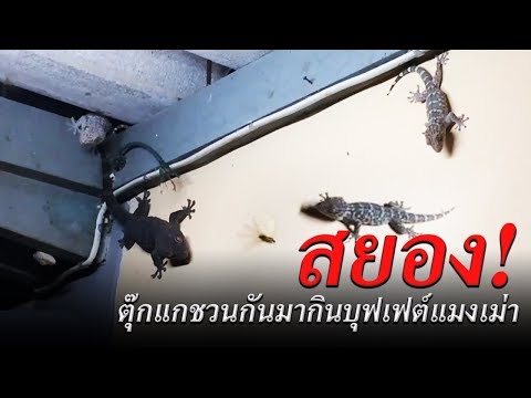 ข่าวเที่ยงช่องวัน | ตุ๊กแกรุมกินโต๊ะฝูงแมงเม่า | ข่าวช่องวัน | ช่อง one31