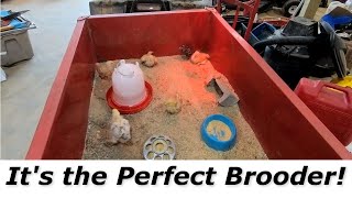 Easiest Chicken Brooder to Clean! by Farm Dad 1,802 views 3 years ago 5 minutes, 3 seconds