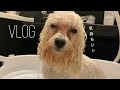 お風呂愛好犬の入浴方法とオススメ品