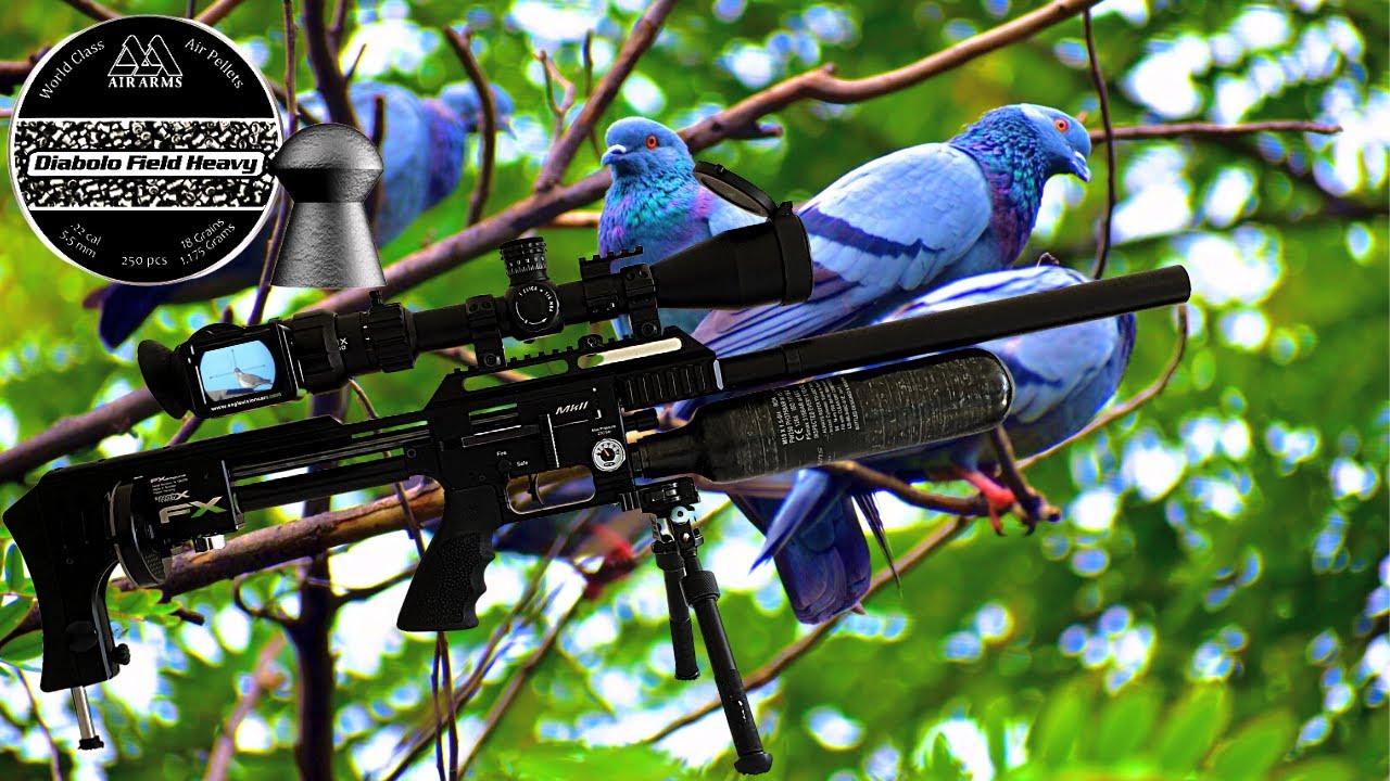 Slow Motion Hunting - Rabbit Pigeon Crow - YouTube