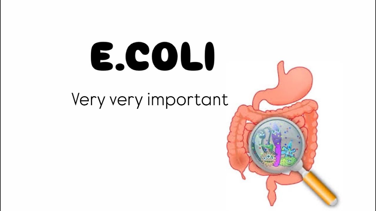 E . Coli microbiology - YouTube