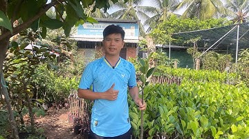 Mít ruột đỏ xơ vàng Indo trồng kinh tế mua giống tại đây 