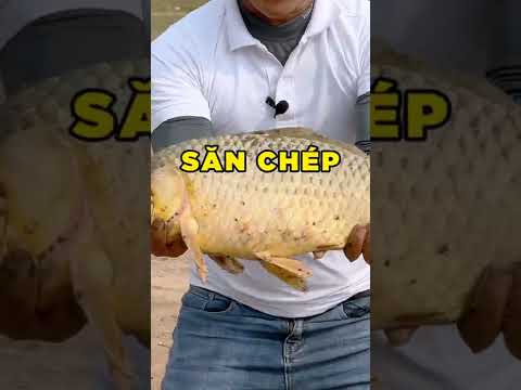 Săn Được Cá Chép Khủng Tự Nhiên #Shorts