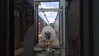 두시간 꿀맛같은 자유시간 문열리기만 기다리는 아이들 아이들에게 온기를 나눠주세요🩷🙏 #강아지 #유기견보호소 #강아지일상 #자유시간