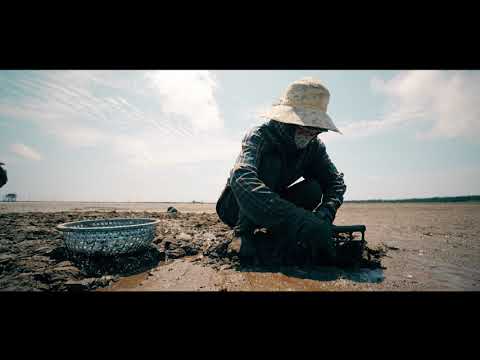 Video 4K || VẺ ĐẸP CỒN NỔI KIM SƠN || Cuộc sống trên vùng... - youtube