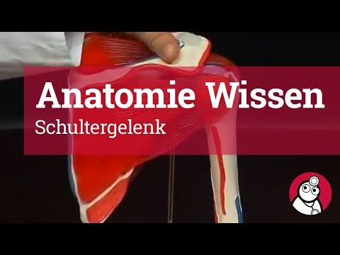 Anatomie-Wissen: Schultergelenk