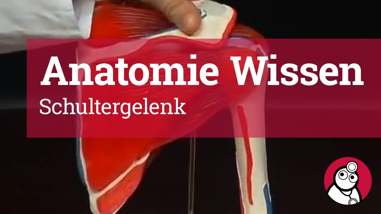 Anatomie-Wissen: Schultergelenk