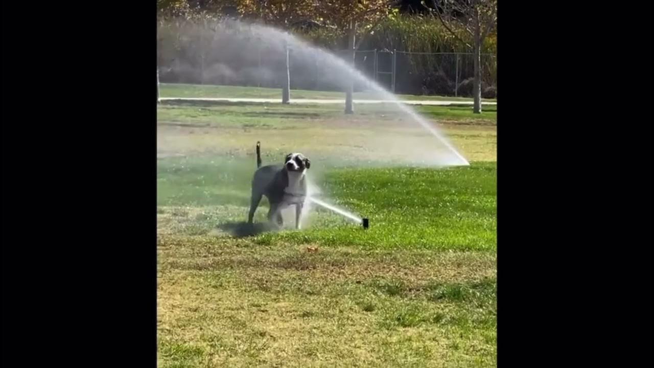 (NEW DOG THROW UP🤢🤢)dogs throw up 🤢 YouTube