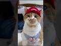 マリオだにゃ🐈ﾌﾟｲﾝｯ #癒し #cat #ネコ #元気になる動画 #ねこ #猫のいる暮らし #猫のいる生活 #茶白 #かわいい#もんちゃん