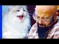 Cat Attacks People When They Cry | My Cat From Hell
