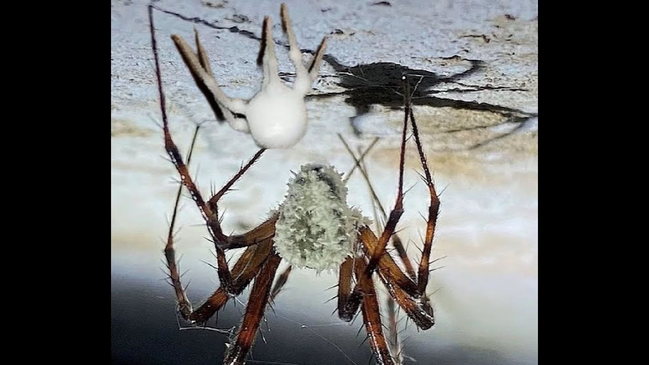 'Zombie' spiders now!! 400 dead