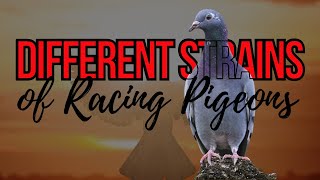Popular Racing Pigeon Bloodlines | Best Racing Pigeon Strains in the World
