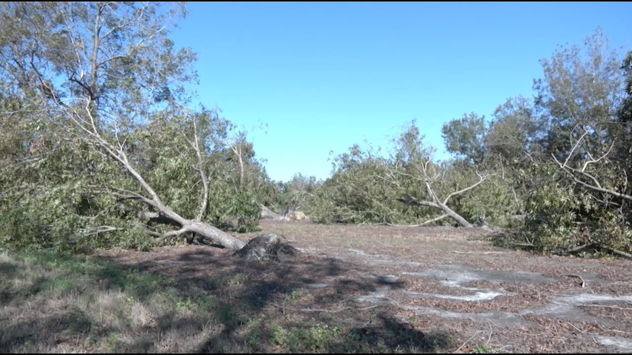 Hurricane Helene Proves Devastating to Georgia Ag - YouTube