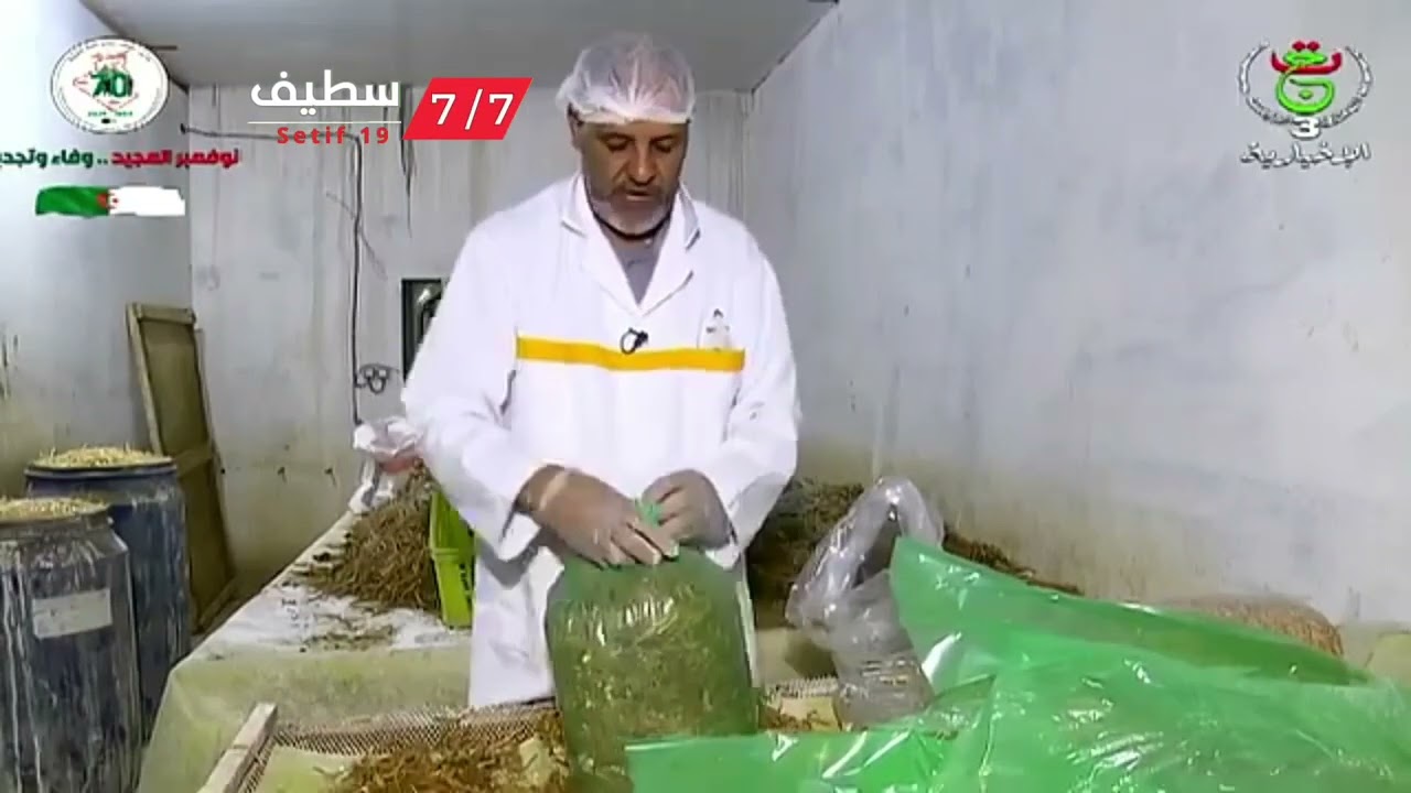 🔴 #سطيف ...إنتاج الفطر المحاري ( الفقاع ) إستثمار أحد الخواص بمنطقة معفر ببلدية صالح باي.