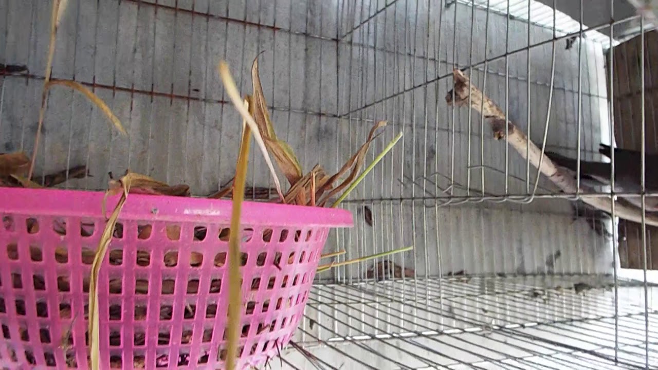 CHIA SẺ CÁCH KHẮC PHỤC CU GÁY SINH SẢN BỎ TRỨNG KHI ĐANG CÒN ẤP