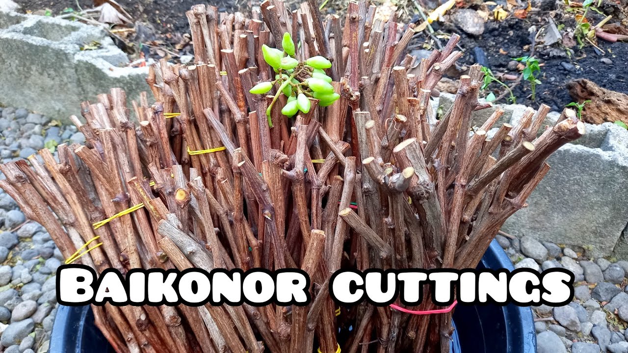 BAIKONOR GRAPE CUTTINGS FOR SALE!!!                          