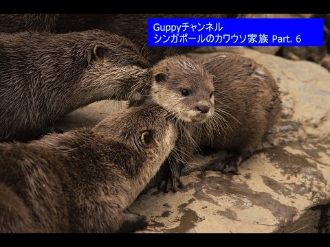 Guppyチャンネル シンガポールのカワウソ家族 part. 6 シンガポール