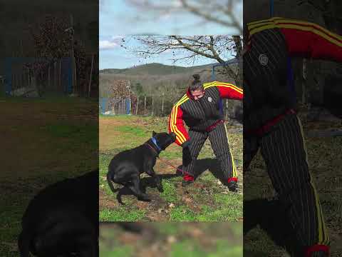 2000 Euroluk Özel Kıyafeti Delen Presa Canario! #presacanario #köpek #shorts