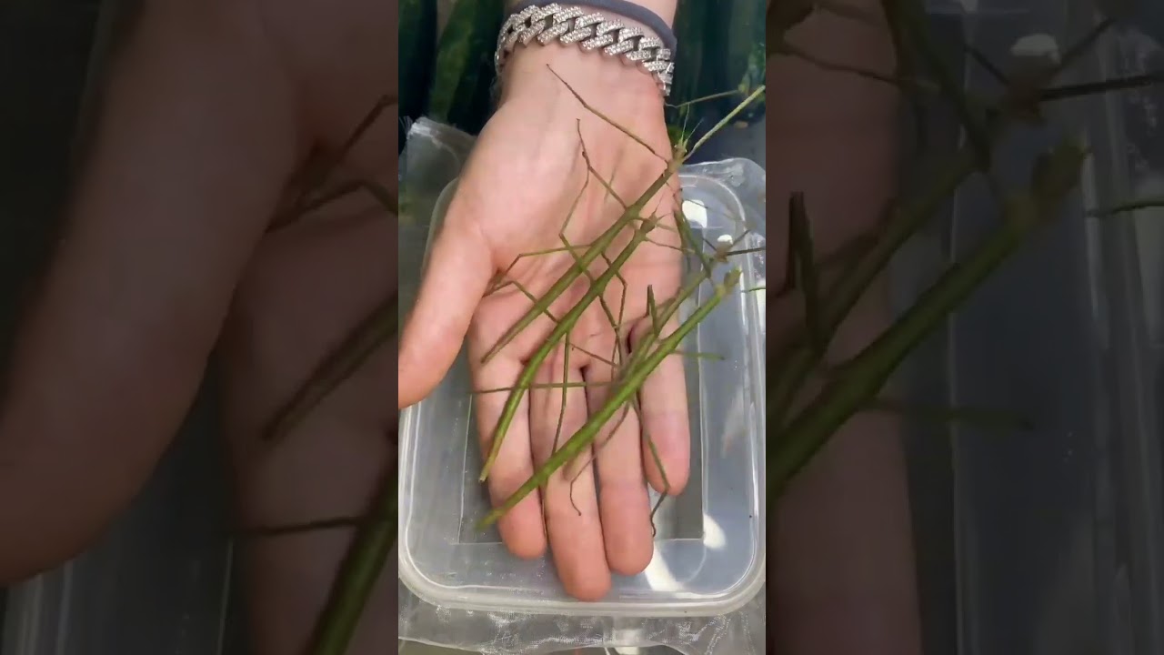 Things into natural organisms 😱