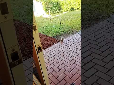 Leeloo Listens To Me Squirrel Pets Squirrels Wildlife Cute 