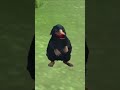 Niffler