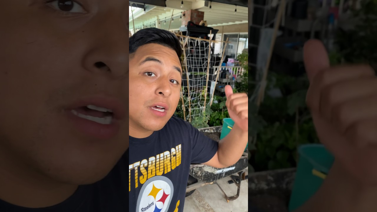 Protecting my plants from the Hurricane!🌀 