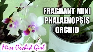 New fragrant mini Phalaenopsis orchid!