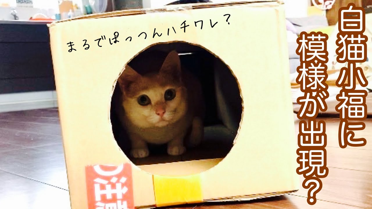 白猫小福に模様が出現？まるでぱっつんハチワレみたい(=^・・^=)