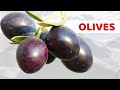 Manger 1 portion dolives par jour fait cela  votre corps  quels sont les bienfaits des olives 