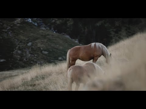 In Pursuit of the Absolute | Trailer