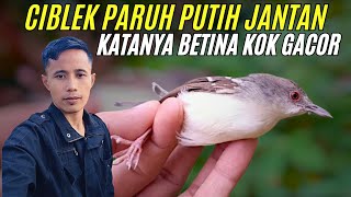 Download Lagu burung ciblek jantan paruh putih bukan betina suara bren anakan bahan trotolan  MP3