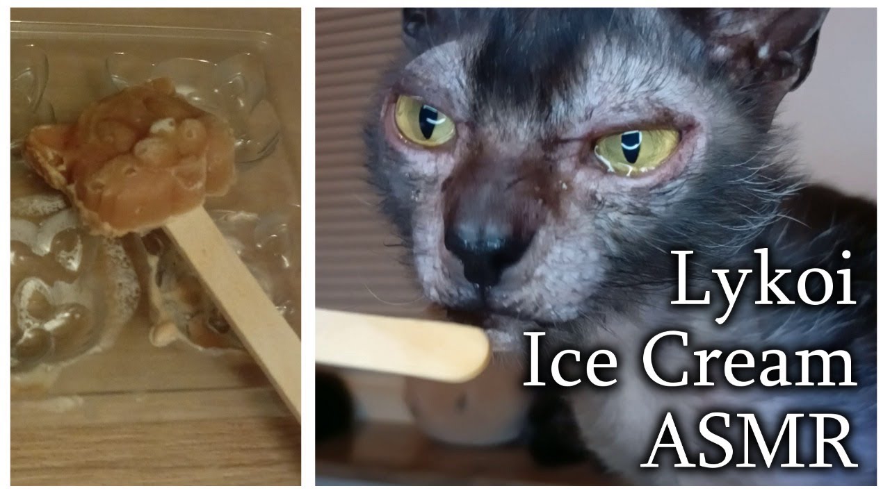 Lykoi Cat licks homemade Kitty Face popsicle from Start to Finish | Satisfying ASMR, no talking