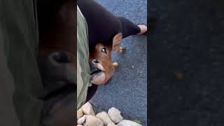 Calf Walking with Owner While Sticking Its Head between Her Legs