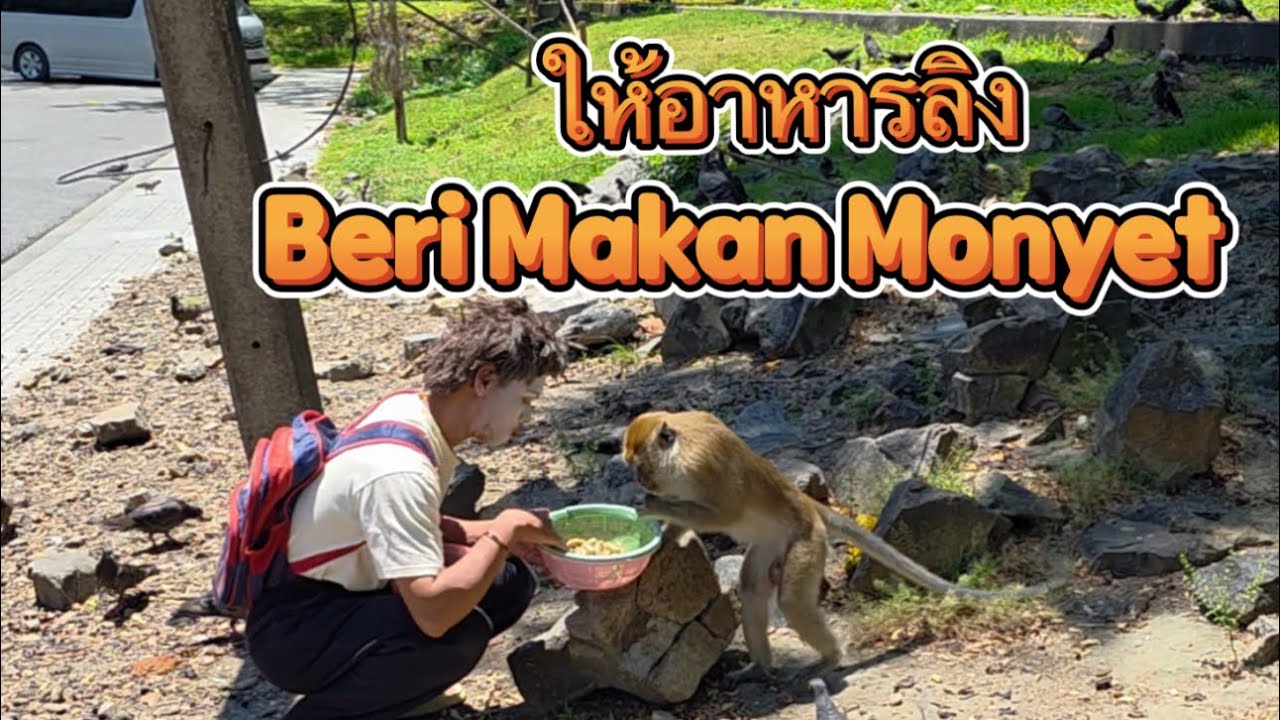 ให้อาหารลิง Beri Makan Monyet