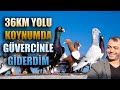 36 KM YOLU KOYNUMDA GÜVERCİNLE GİDERDİM: MURAT UĞUR(ANTALYA)