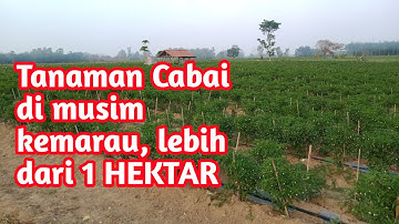Tanaman Cabai Muslim Kemarau Panjang