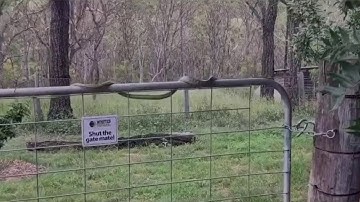 Large Snake Skillfully Slithers Over Gate || ViralHog