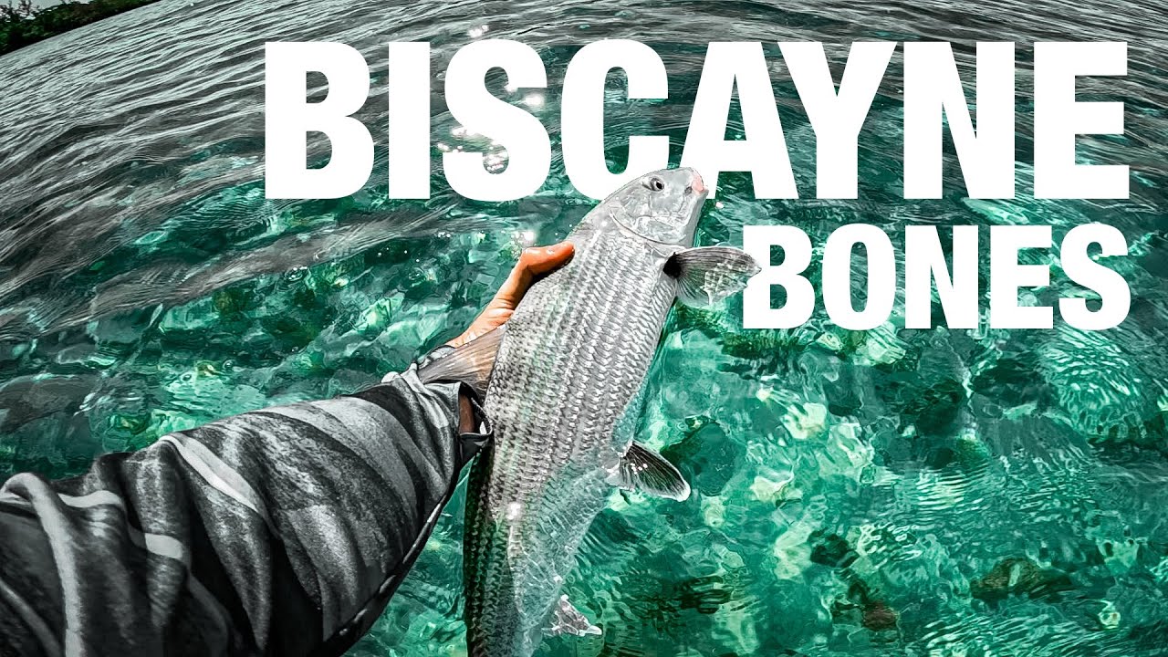 Ловля бонито на виду в ОЧЕНЬ ЧИСТОЙ воде | Залив Бискейн