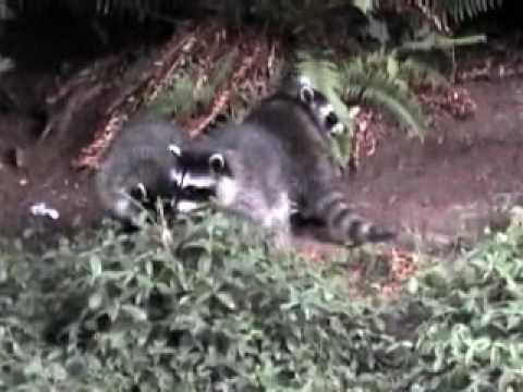Meet the Coons II - The Babies Have Arrived(extend...